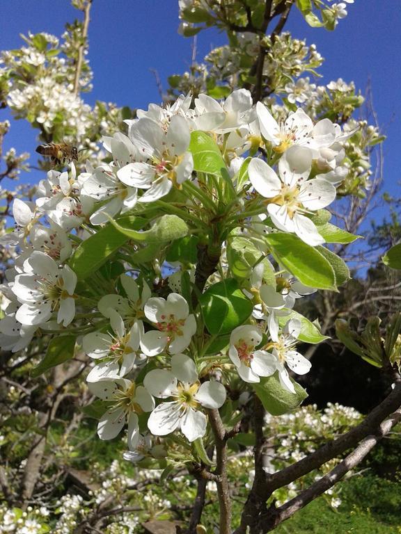 B&B La Quercia San Gregorio  Δωμάτιο φωτογραφία